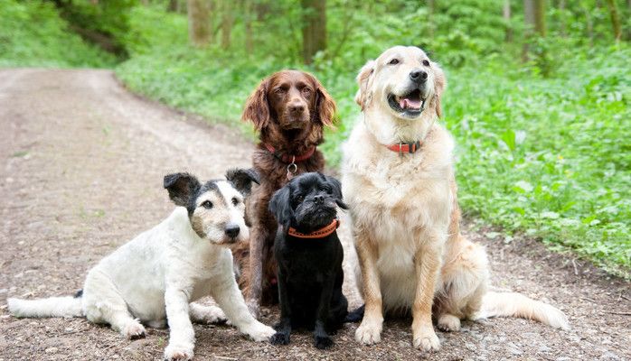 Medelstor hund sökes för fotografering i Stockholm