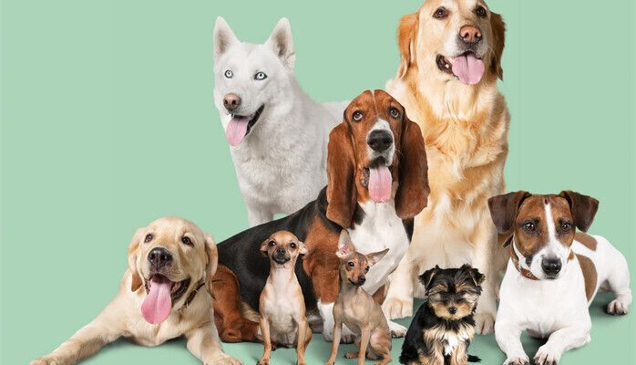 Flanör med hund sökes för nattinspelning i dramakomedi