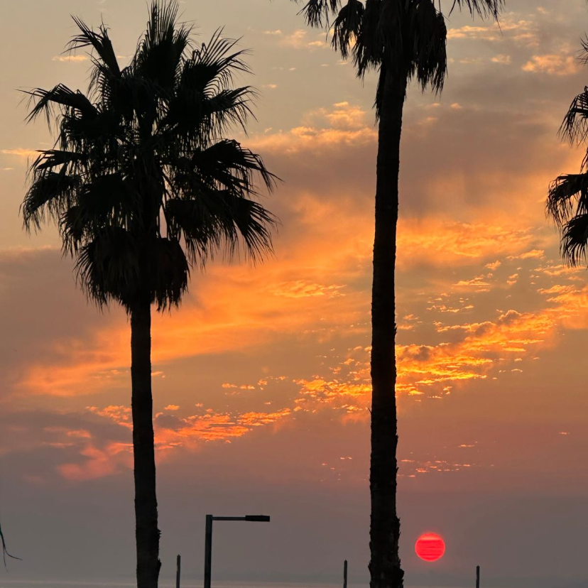 Profilbild för Zelda Maria Afonso