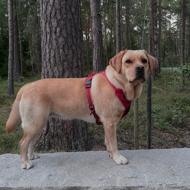 Profilbild för Elsa Olsson