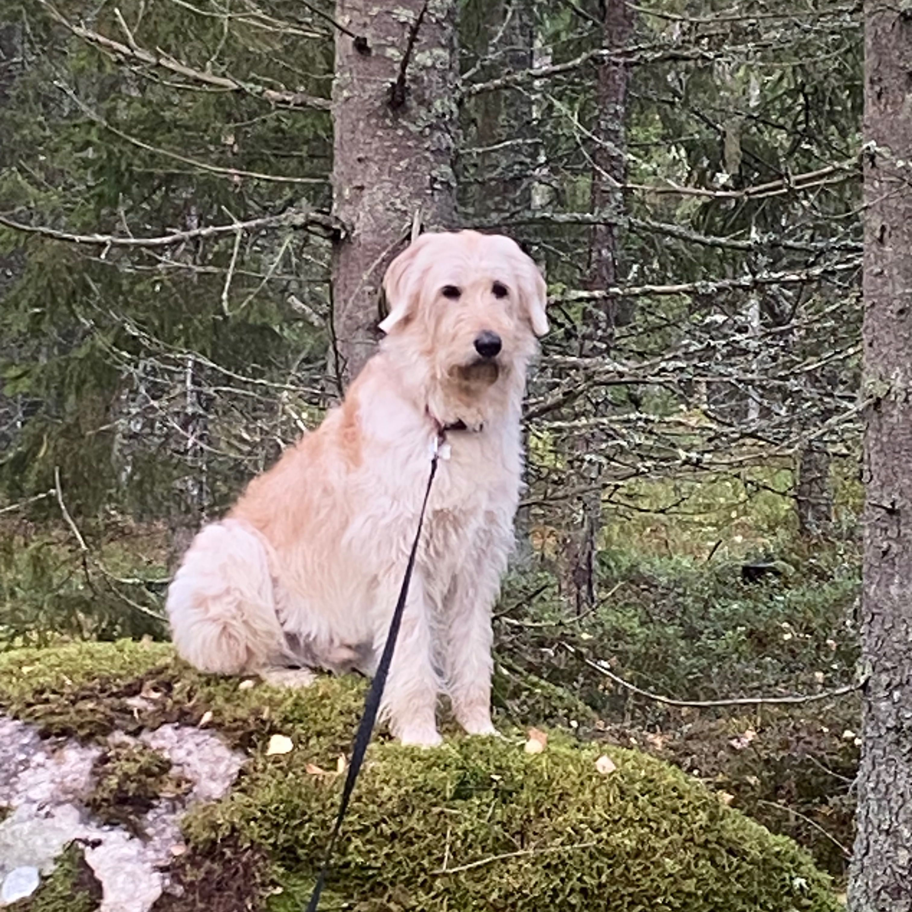 Profilbild för Otis Söderberg