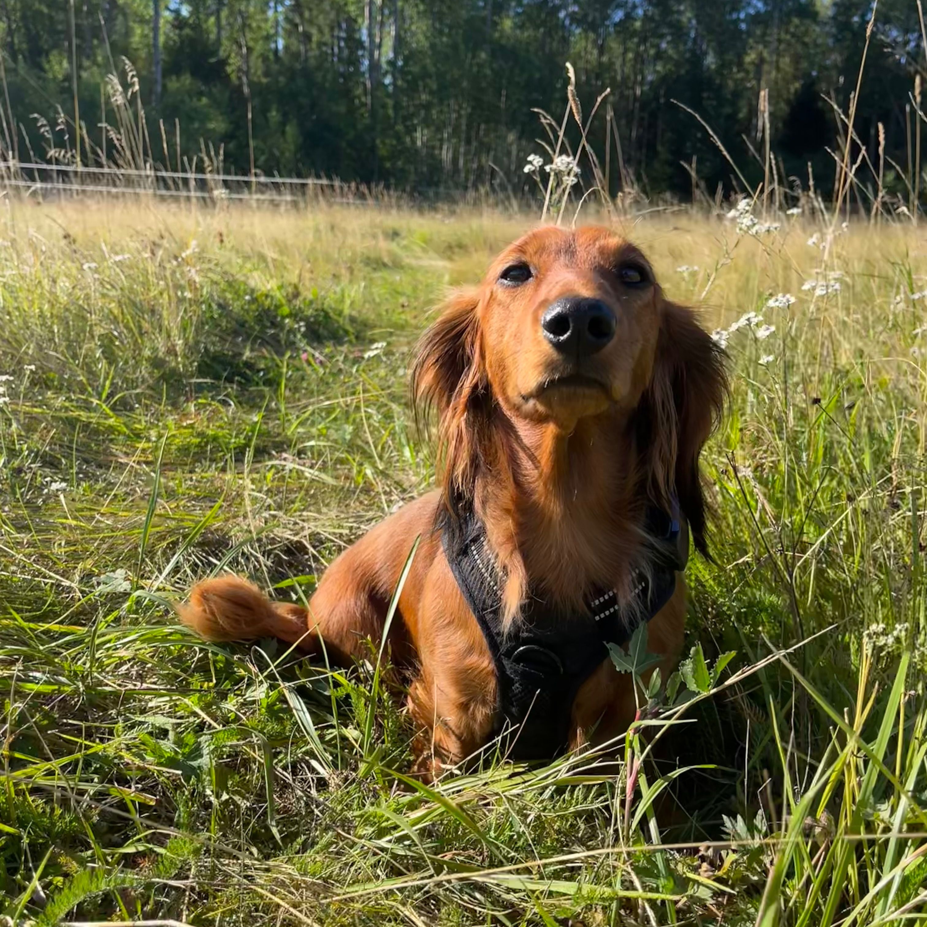 Profilbild för Felicia Lindblad
