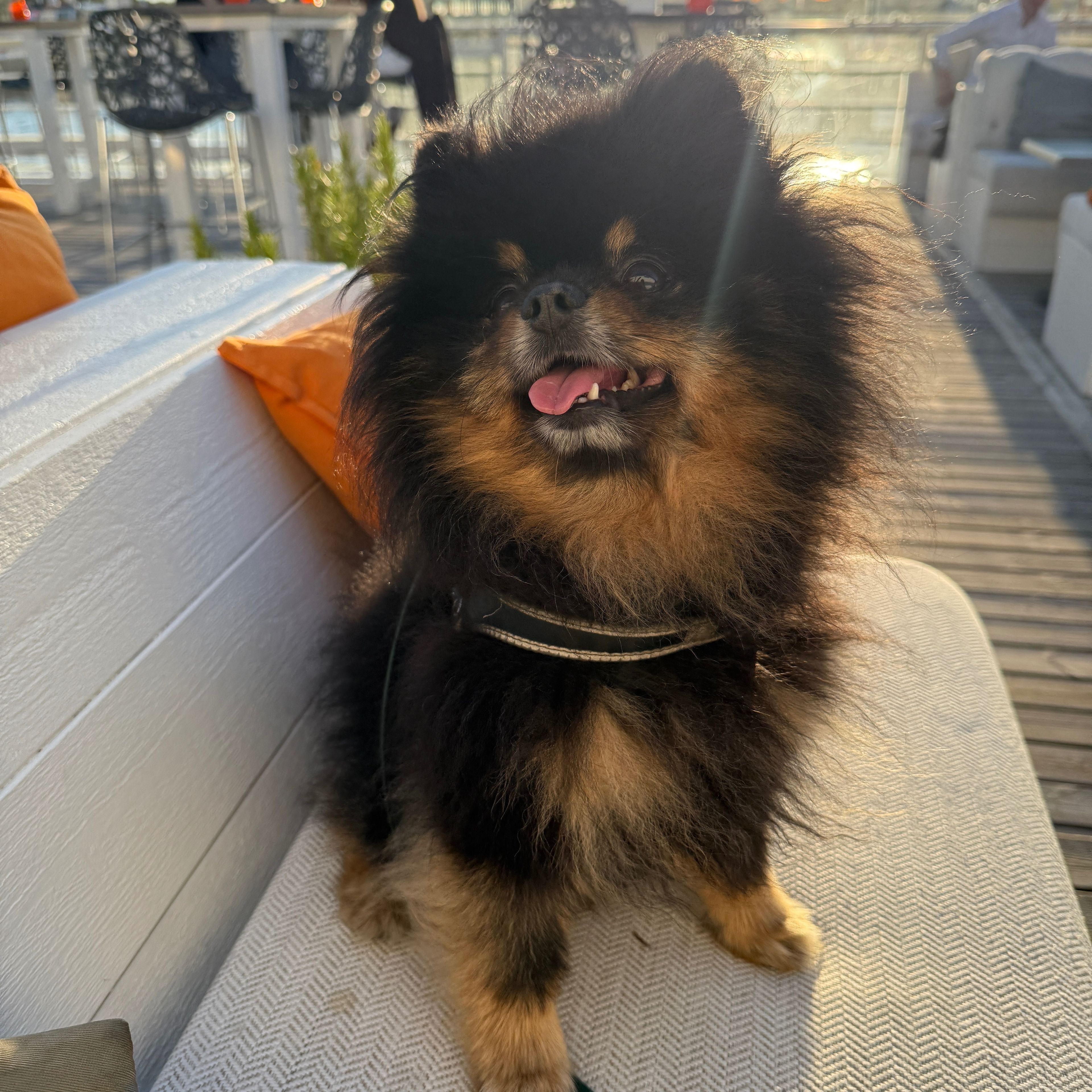 Profilbild för Mona Ghaffarian