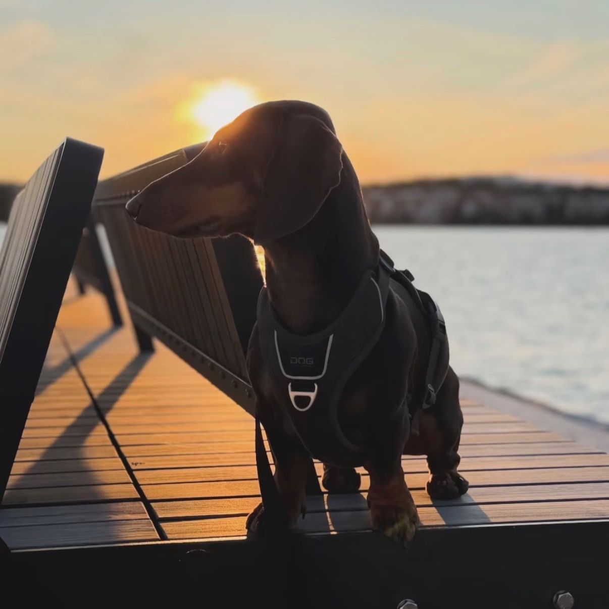 Charlie Thedaschy profilbild