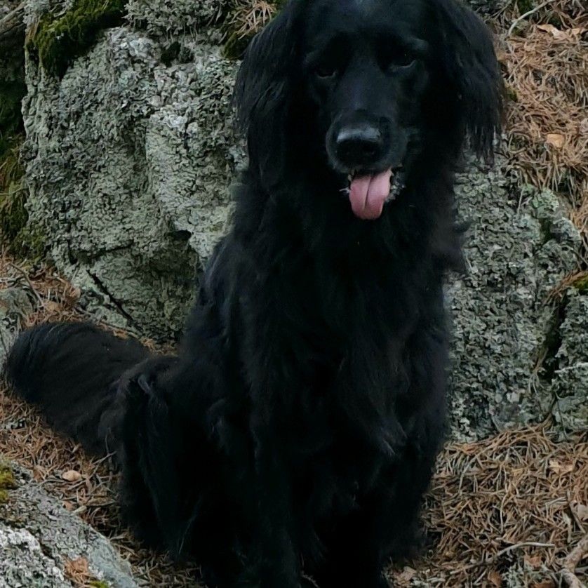 Profilbild för Liselott Lundqvist