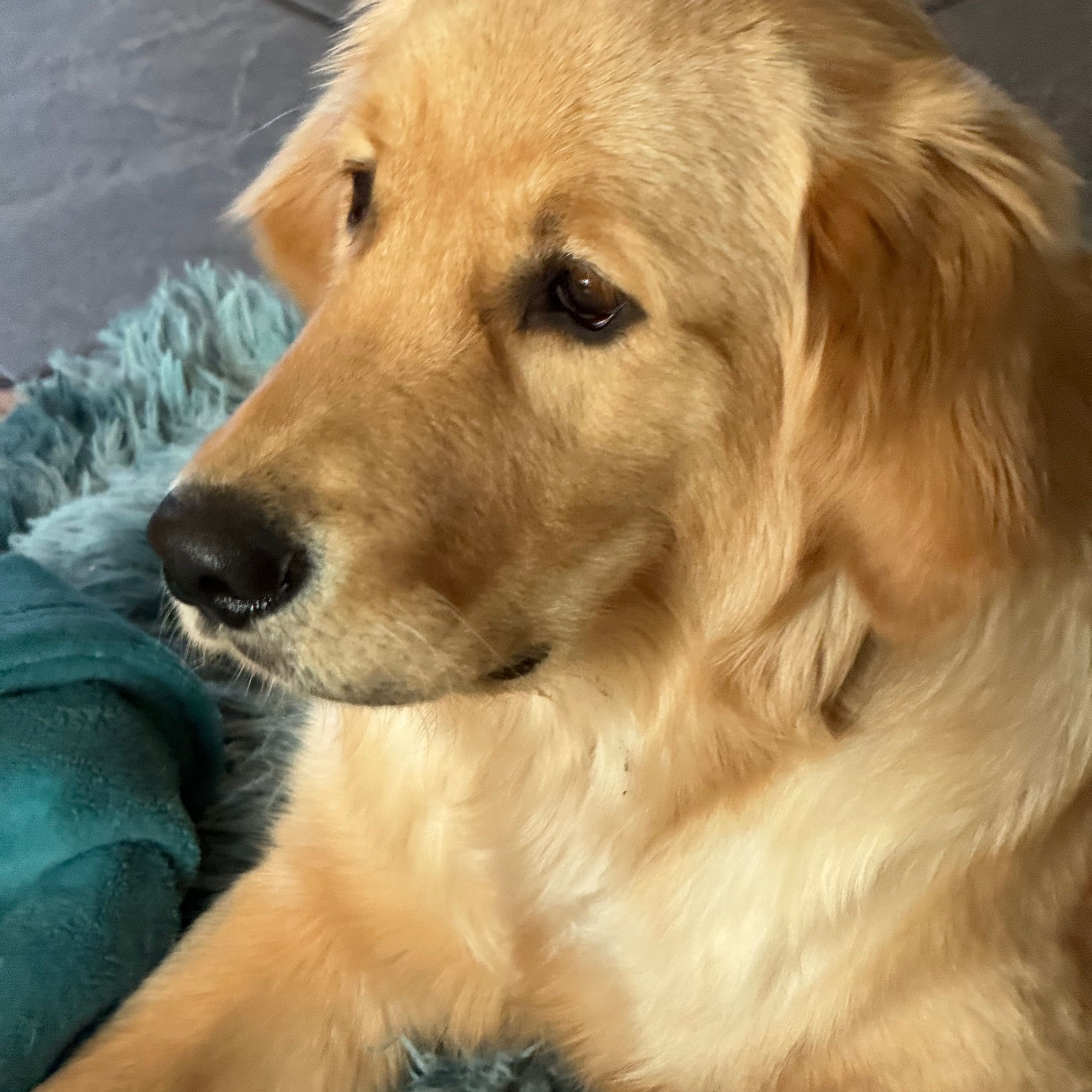 Profilbild för Linda Letterborn