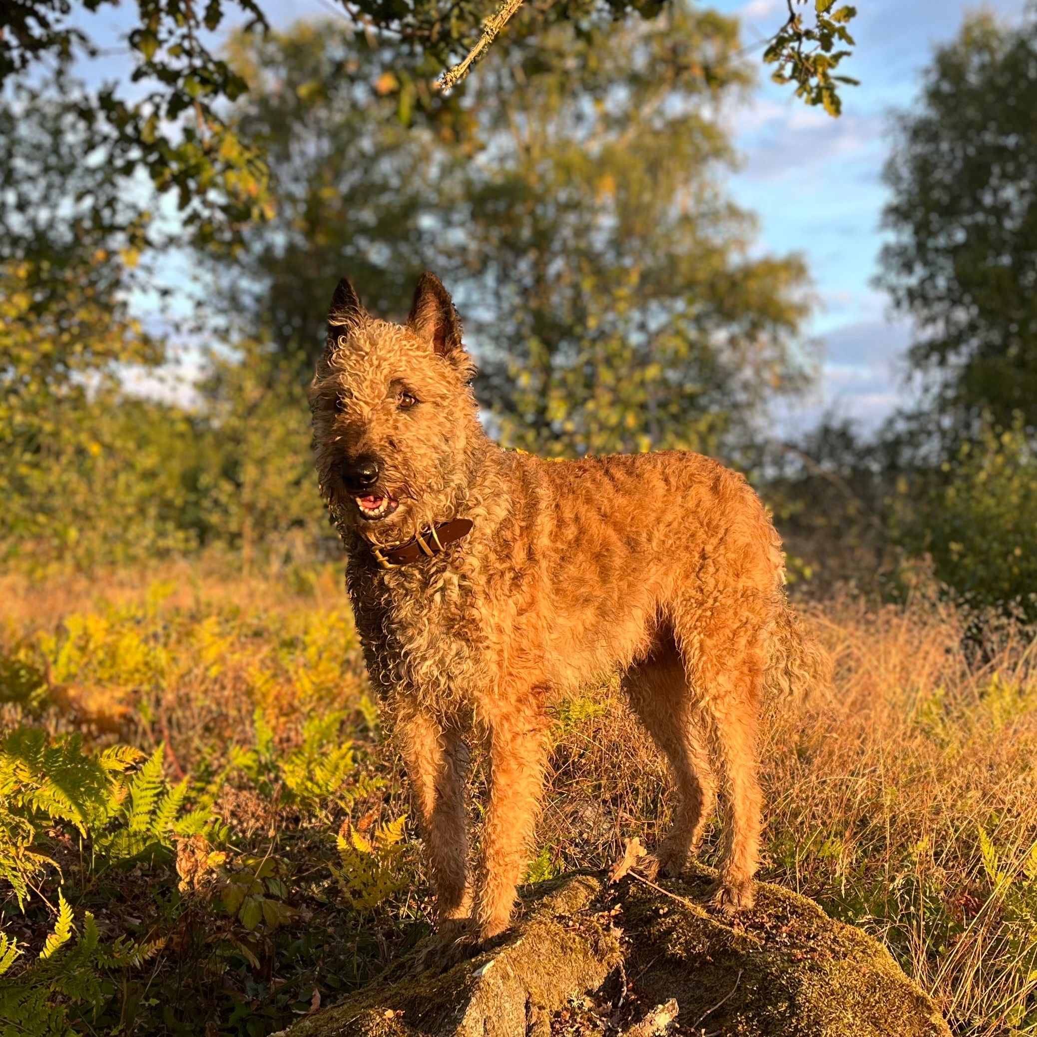 Profilbild för Åsa / Big Boss Bomber (hund) Karlsson