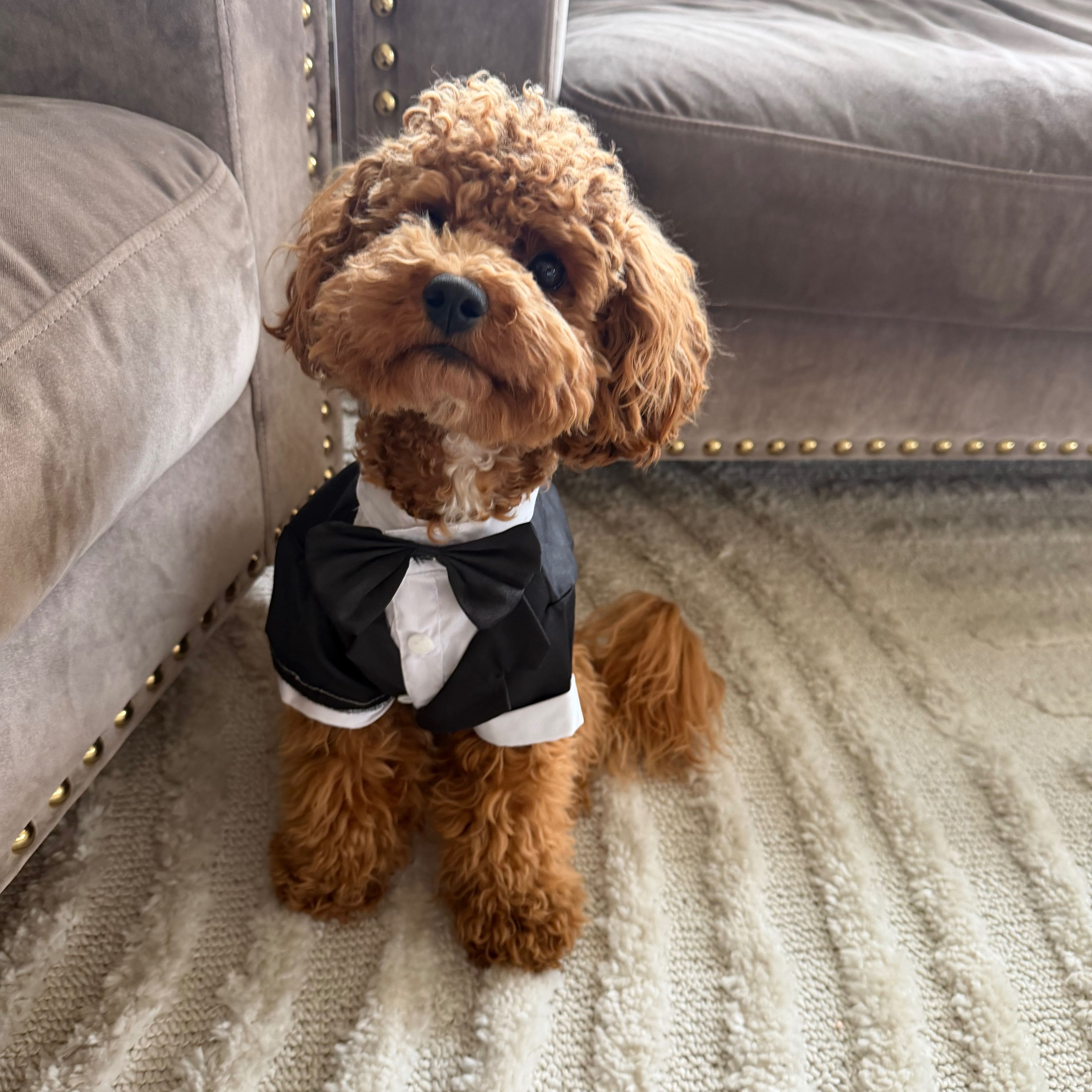 Profilbild för Pernilla (hunden Bosse) Back