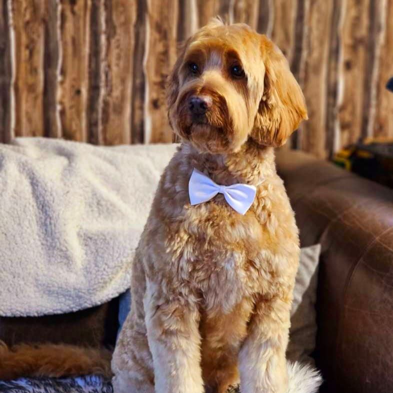 Profilbild för Ann-cathrin  ( Hunden Yambo ) Danielsson