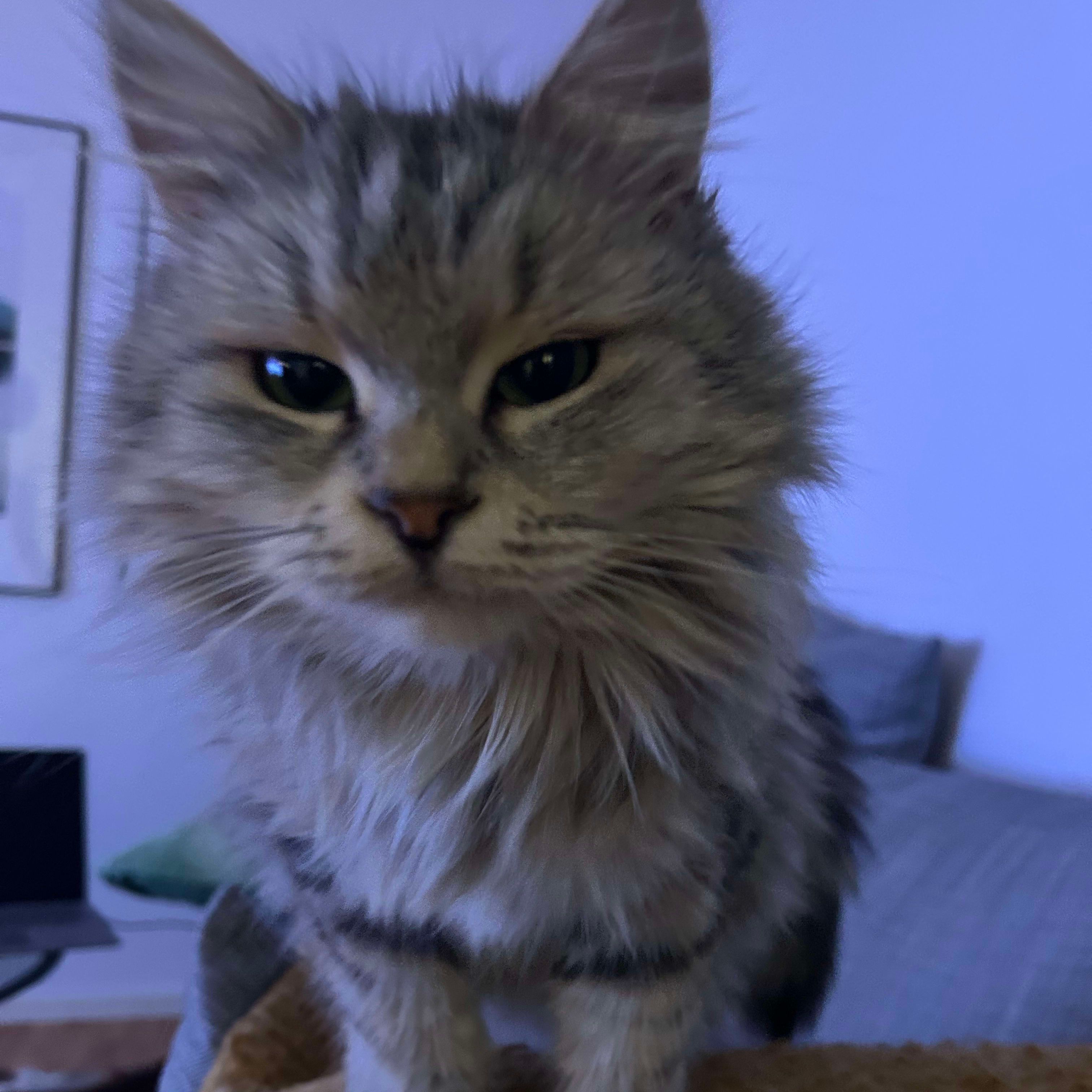 Profilbild för Emilia Bungss Eurenius