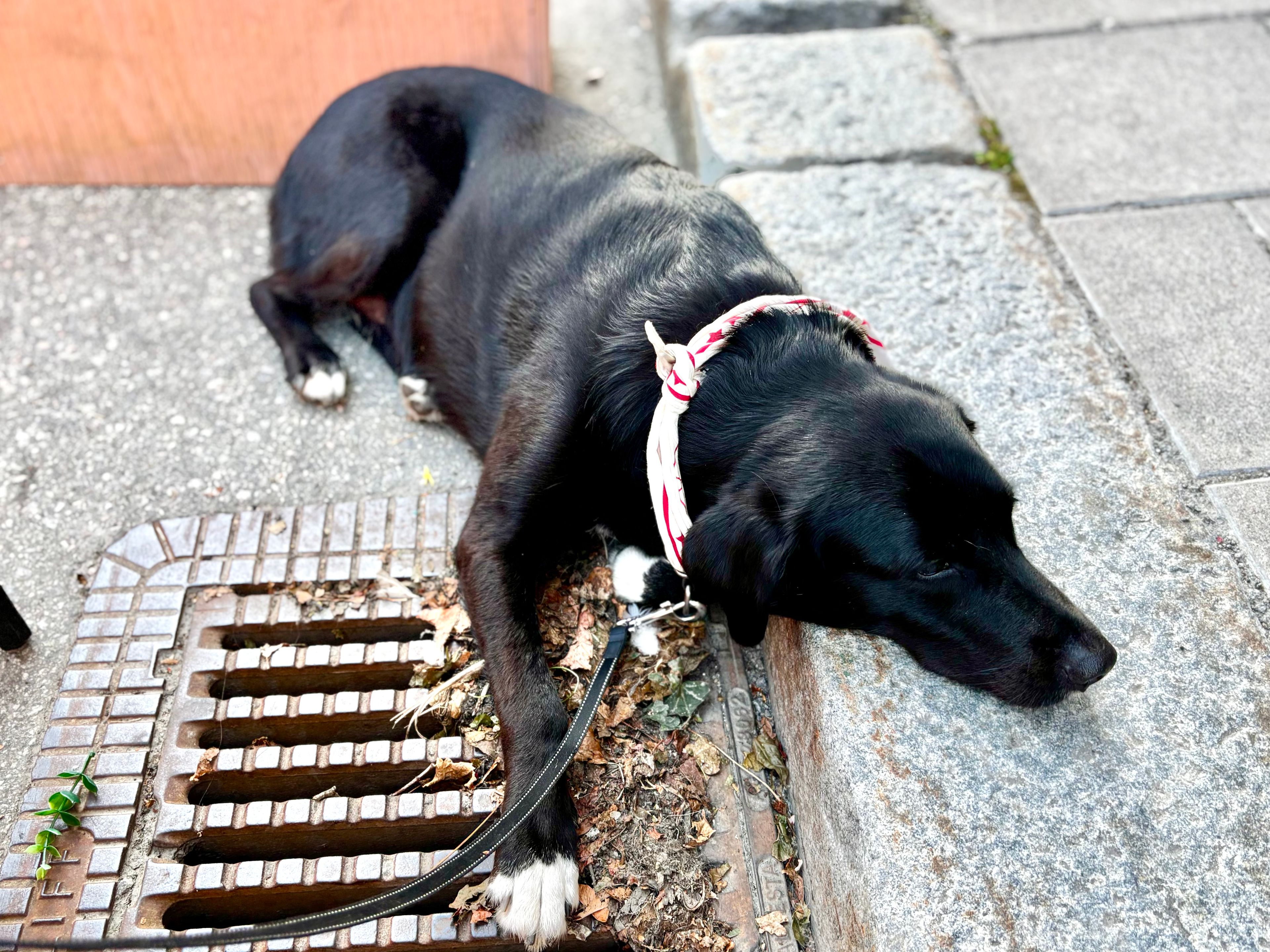 bild 4}