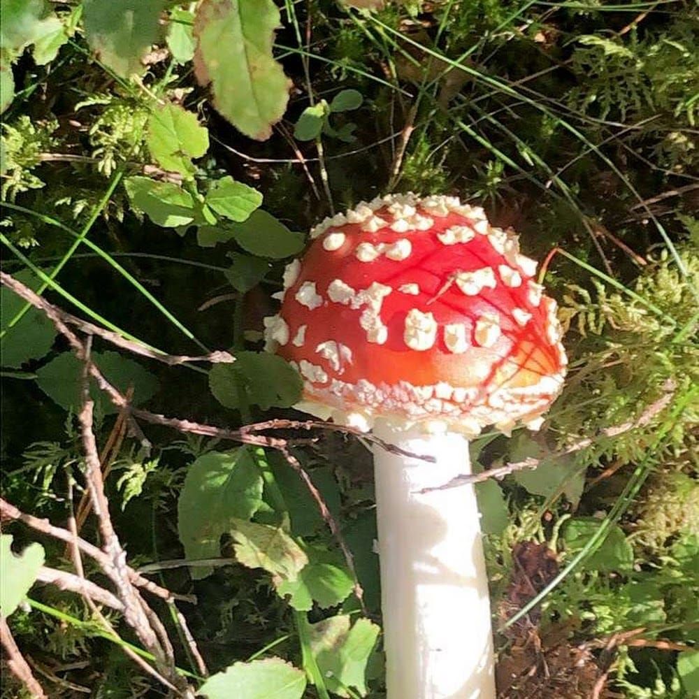 Profilbild för Estrid Von Wachenfeldt
