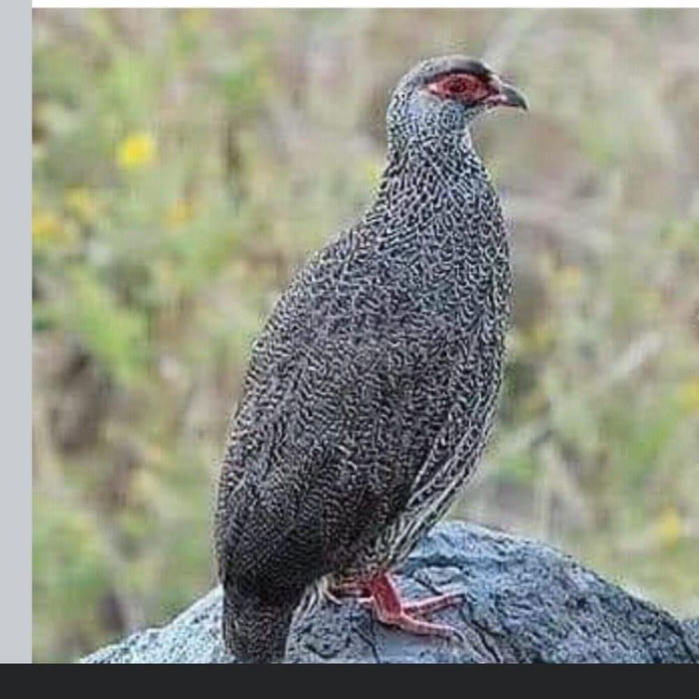 Profilbild för Zekaryas Tesfaldet