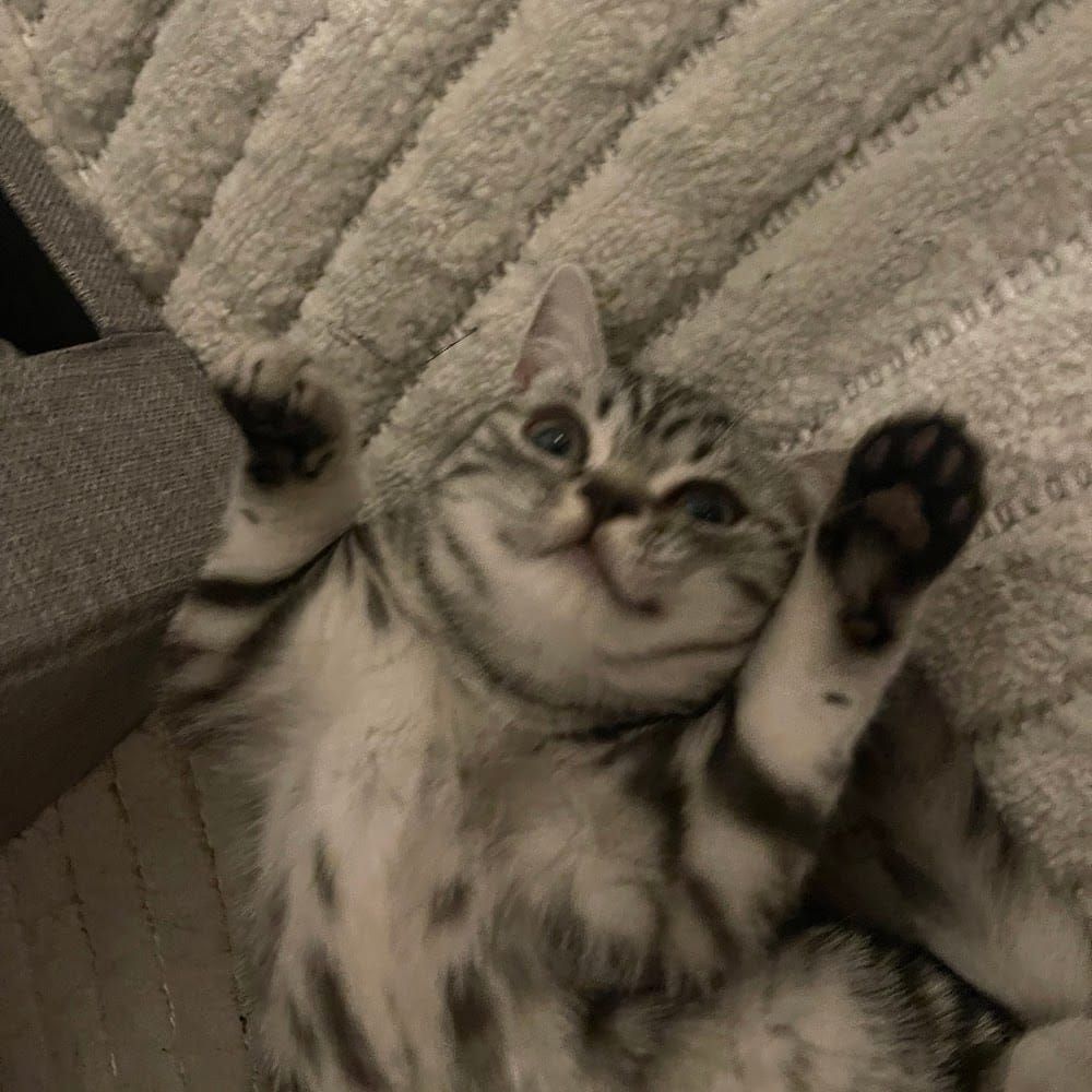 Profilbild för Jessica Chen