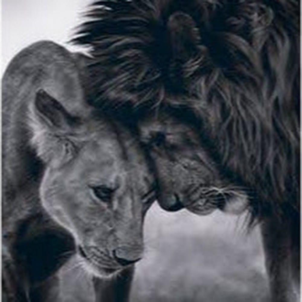 Profilbild för Vefa Babayeva