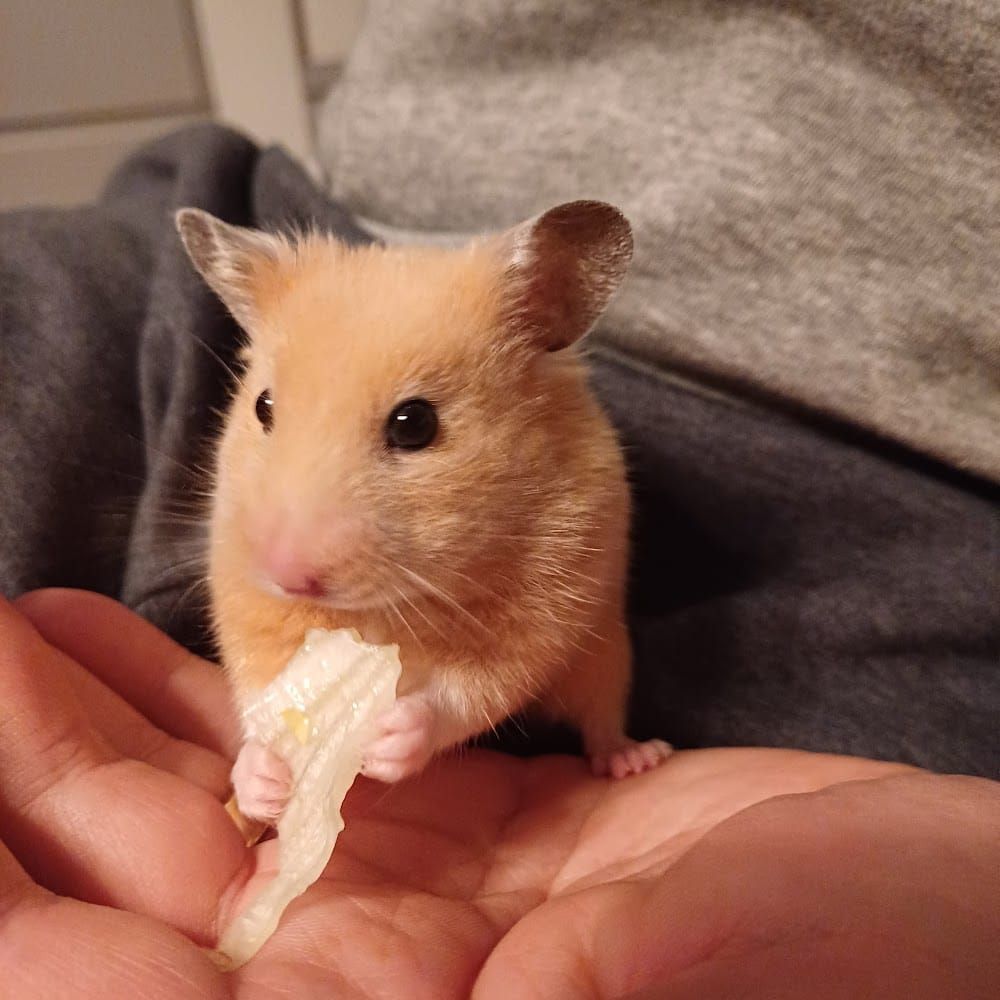 Profilbild för Ebba Strid