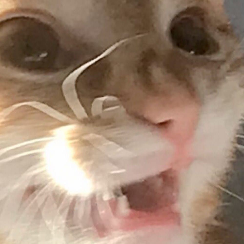 Profilbild för Elin Ahlqvist