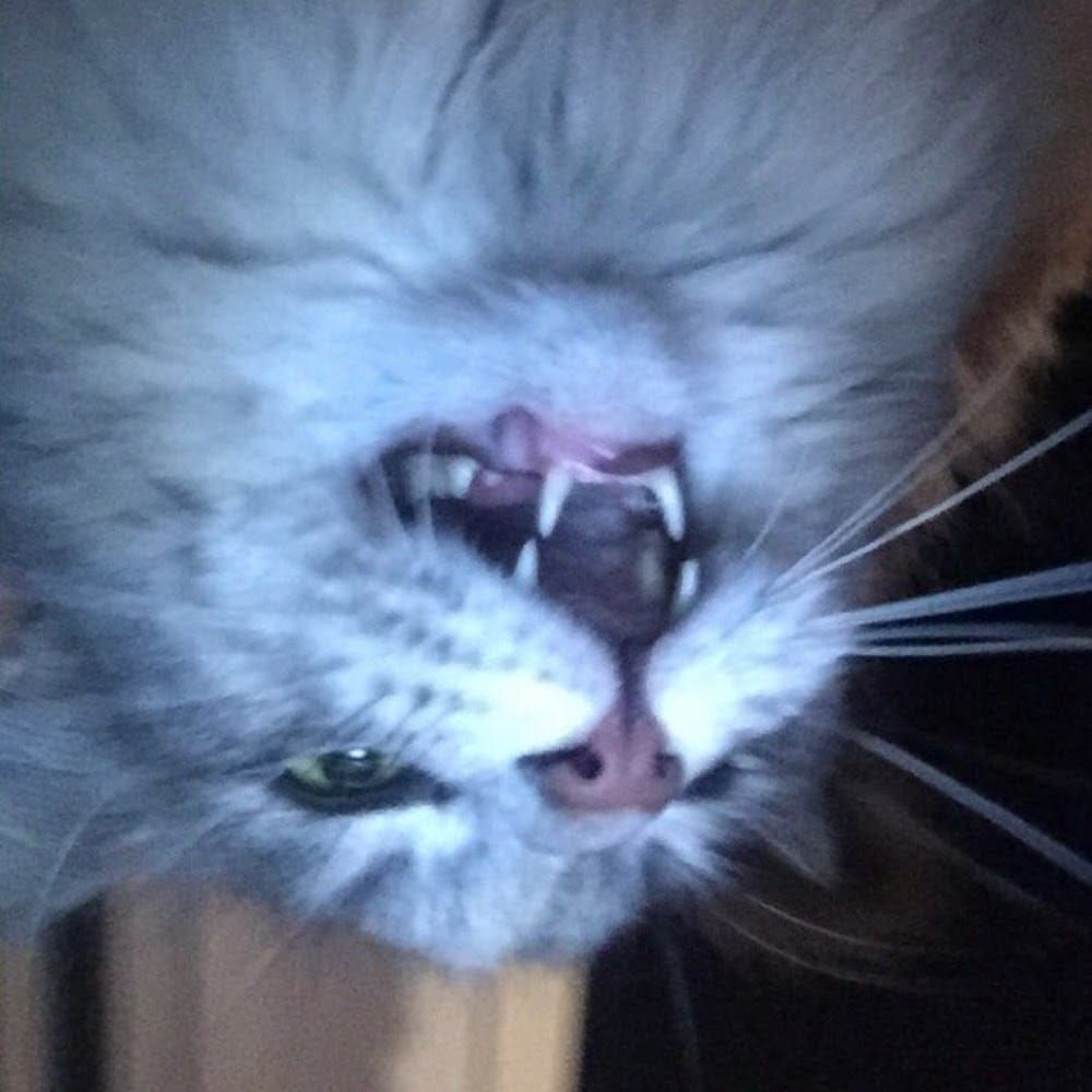 Profilbild för Lowe Molin